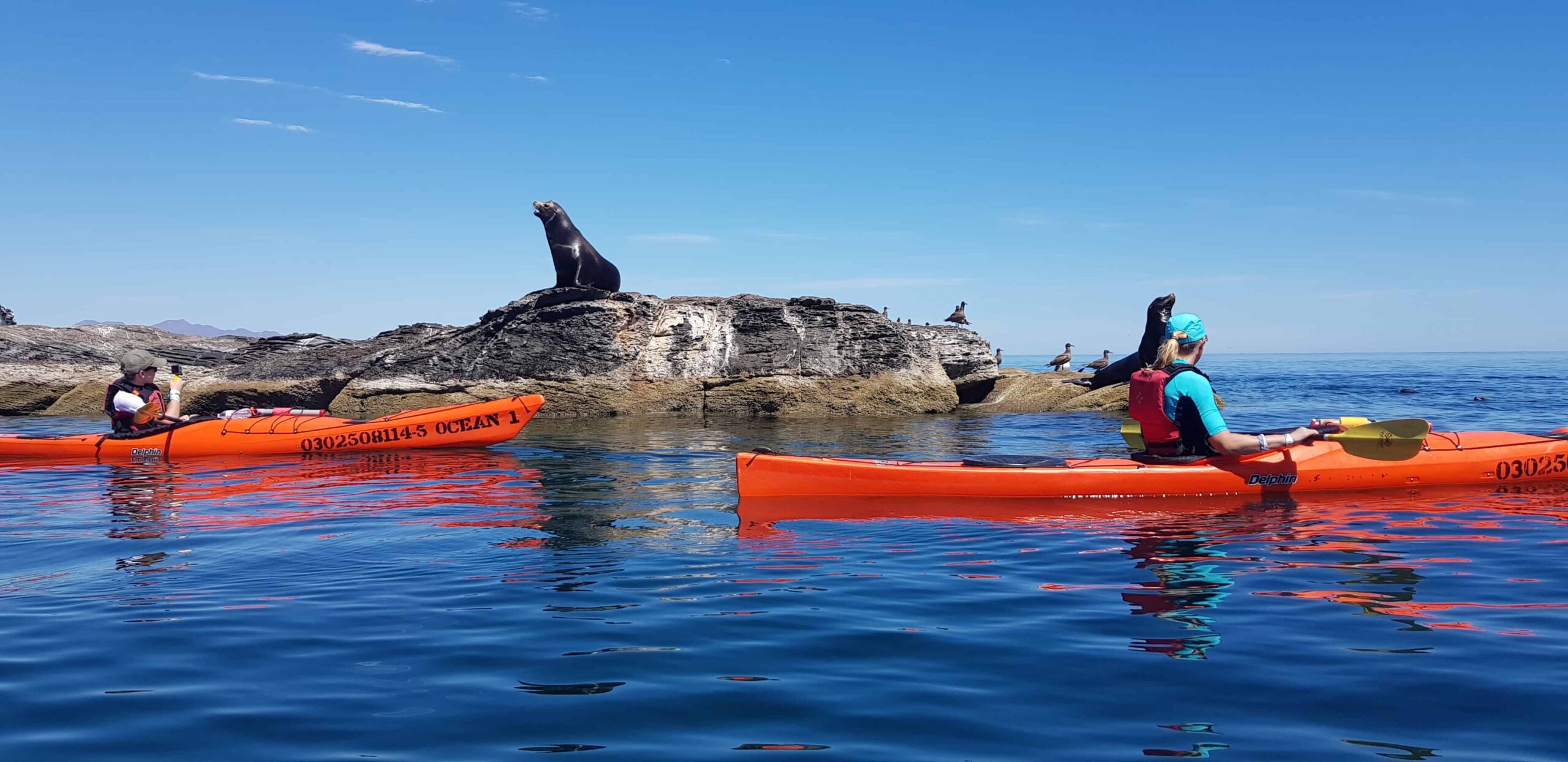 Sea Lions