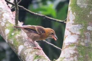 Top 5 reasons for nature lovers to visit Sao Tome and Principe now