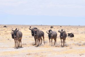 Here’s why you’ll love Namibia