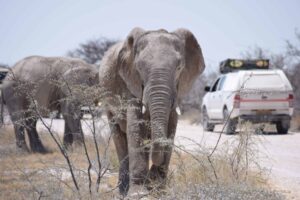Our guide to your self-drive safari in Etosha National Park in Namibia