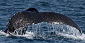 Whale watching holidays – best destinations