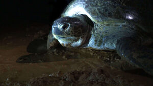 Turtle watching on Sao Tome and Principe