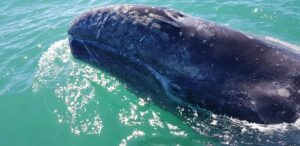 Whale Watching in Baja California – A Most Intimate Experience