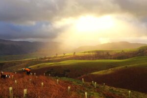 We plant trees to offset our carbon footprint