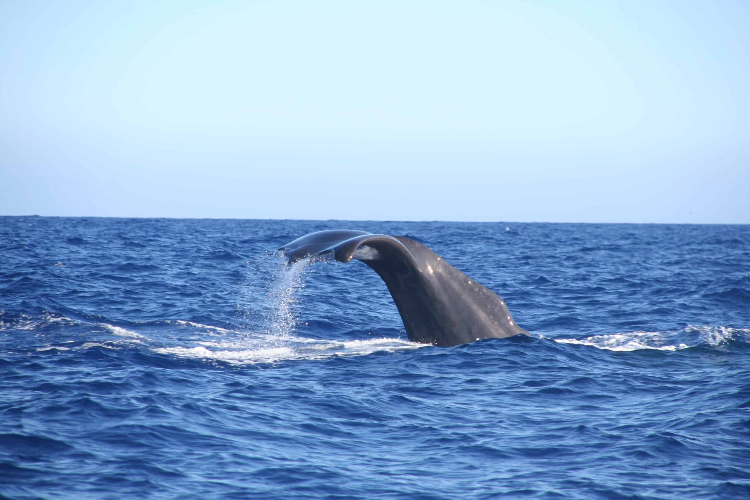 Wildlife