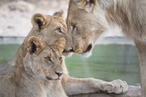 North – Etosha and Damaraland