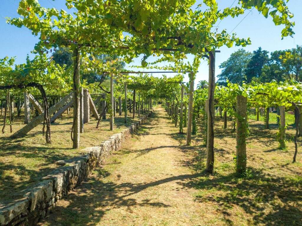 Northern Portugal Vinho Verde