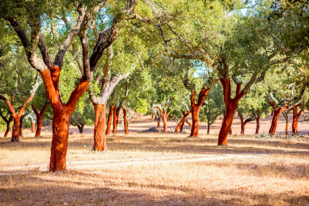 Portugal Alentejo Cork 