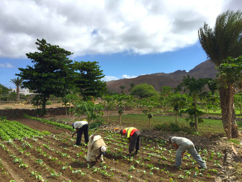 Farmers at work in Madeiral on Sao Vicente in Cape Verde