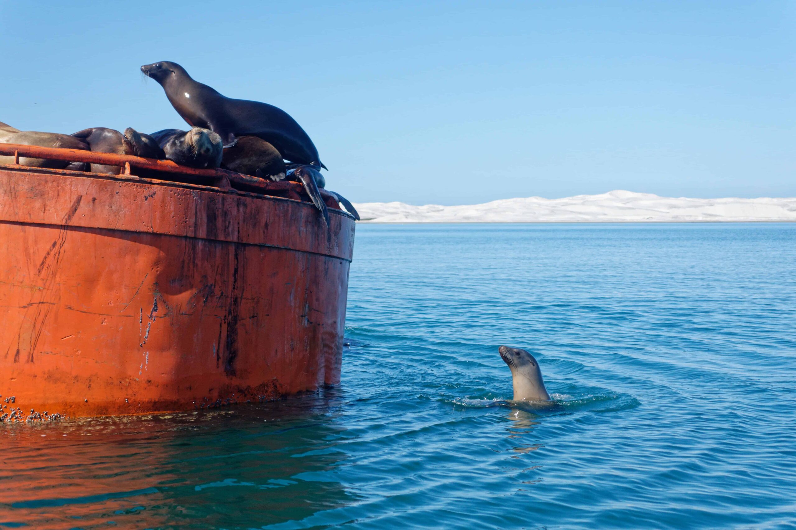 Sea Lions