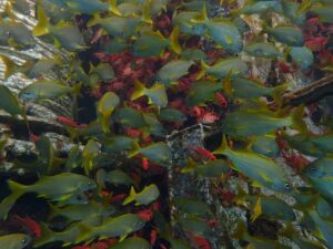 What’s it like to dive from Sao Tome?