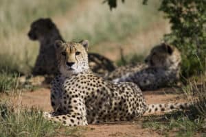 Namibia Holidays - Okonjima