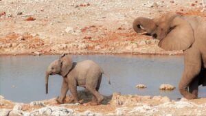 How well do you know your elephants?