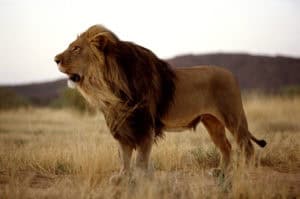 Namibia Holidays - Okonjima