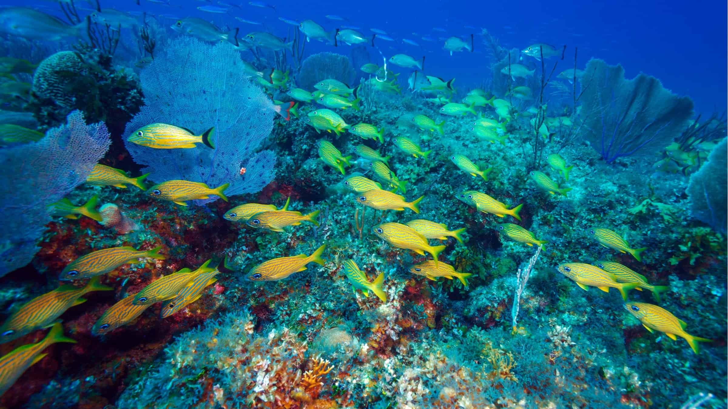 Cayo Largo, Cuba , tropical fish on reefs