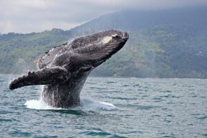 Costa Rica’s Golfo Dulce – Whale watching in Costa Rica