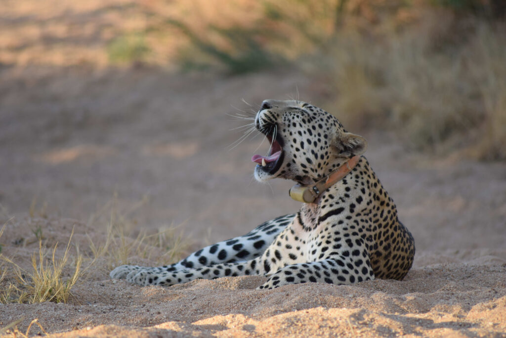 Leopards in Namibia