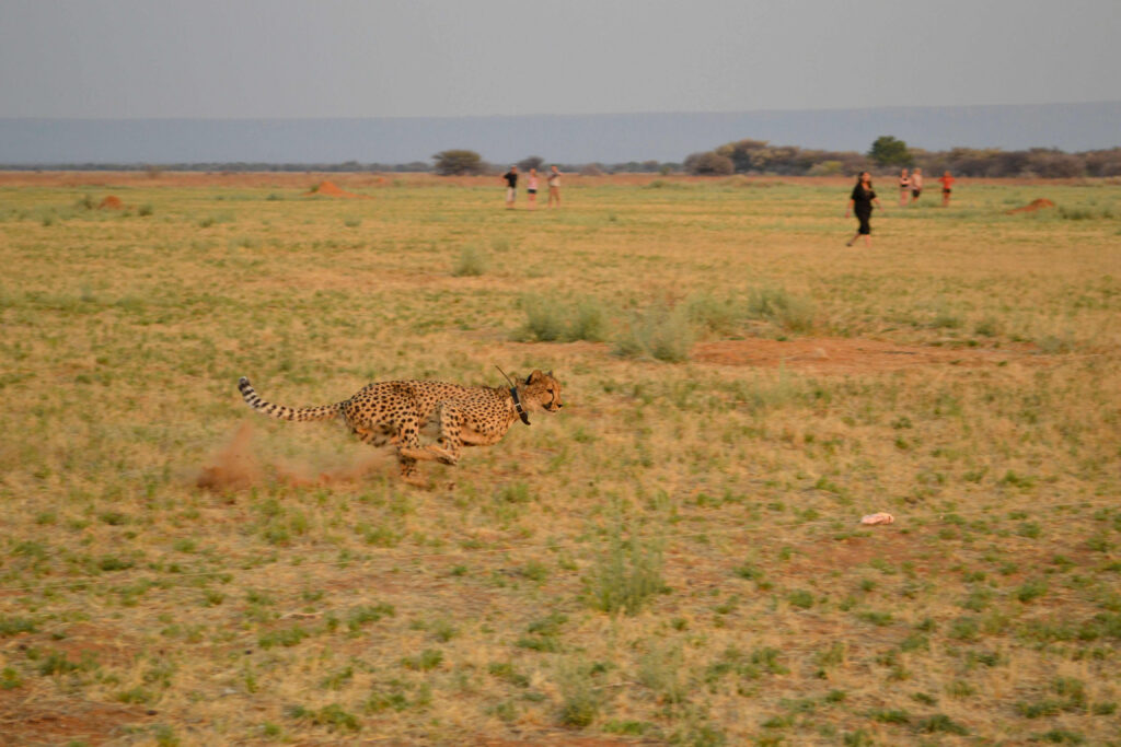 Cheetah Reserve Namibia, near Waterberg