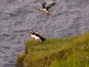 Sea Birds and Sea Stacks – One Week in the Faroe Islands