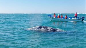 Best time to visit Baja California