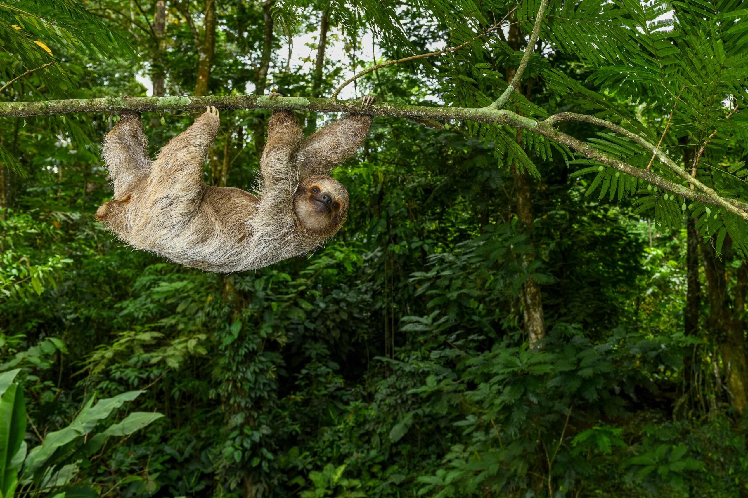 Wildlife Holidays
