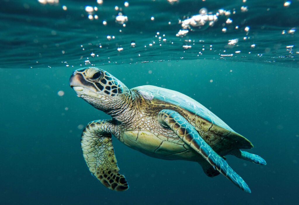 Green Turtle - Kavindu Induranga - Shutterstock.com