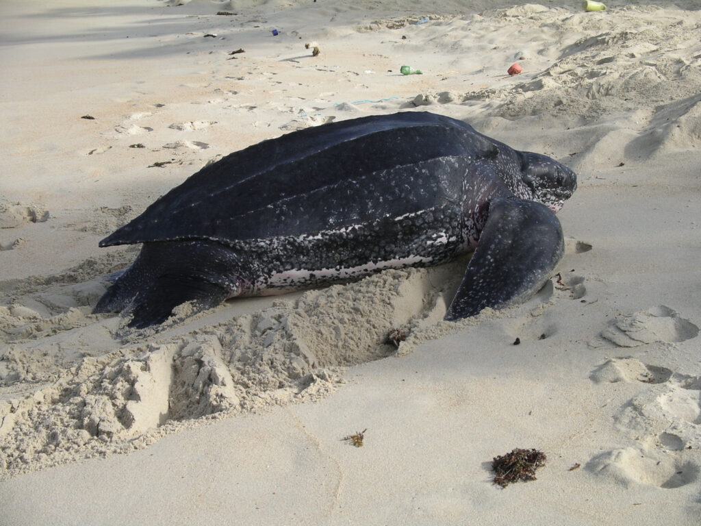 Leatherback - Gaviaimmer Images - Shutterstock.com 