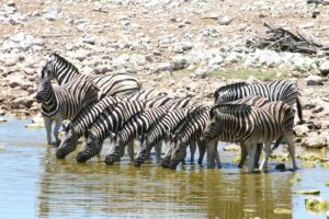 Best time to visit Namibia
