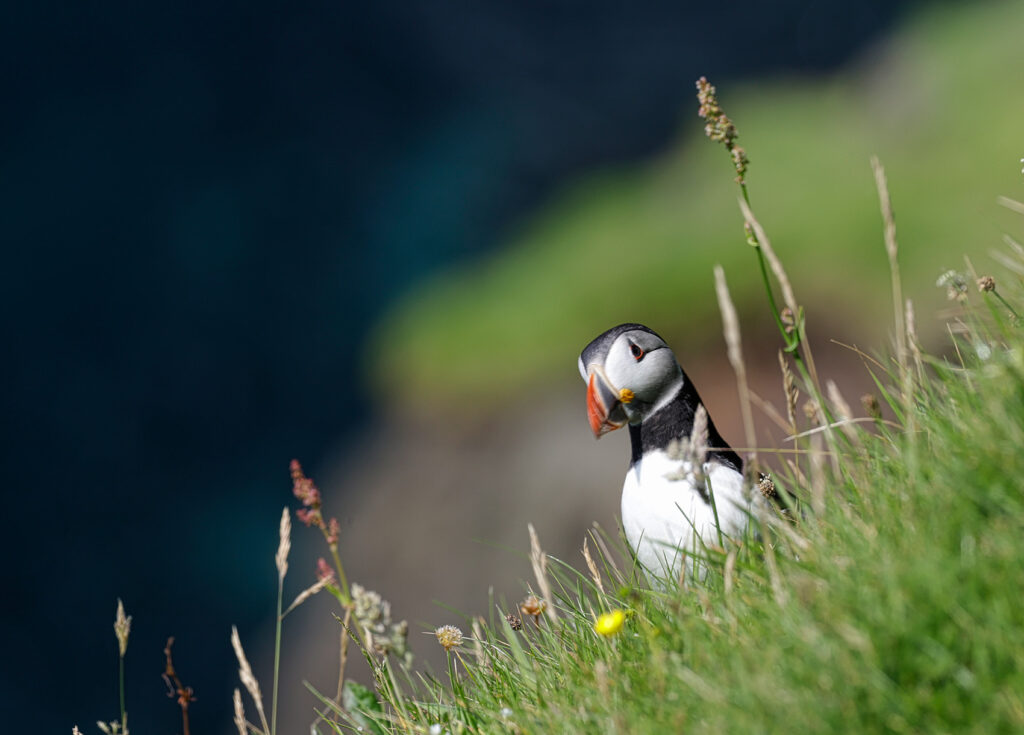Puffins of Mykines - Sent by Richard Smith - Faroe Islands